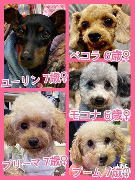 🐾今日の里親様募集中ワンコ🐶メンバーです🐾2023,3,7【保護犬カフェ天神橋店】